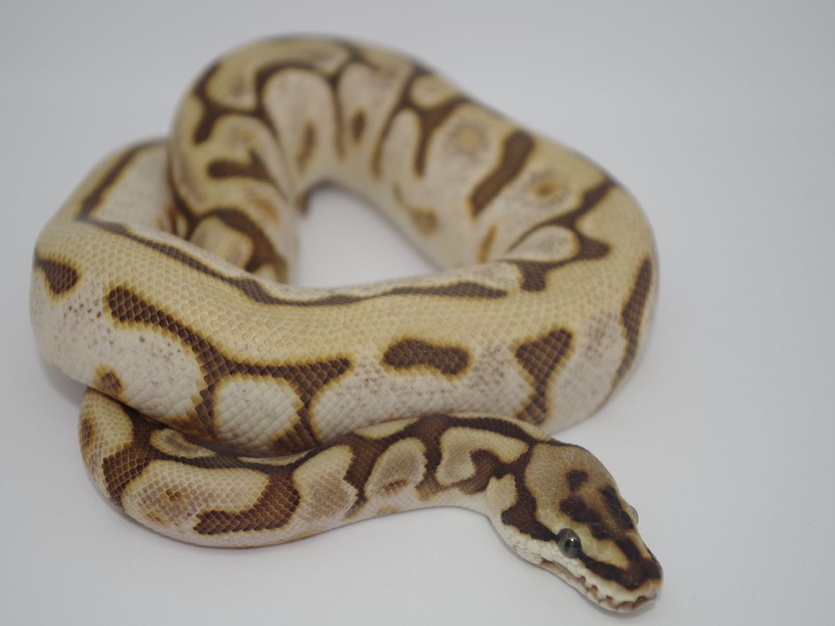 Calico Leopard Lesser Spider