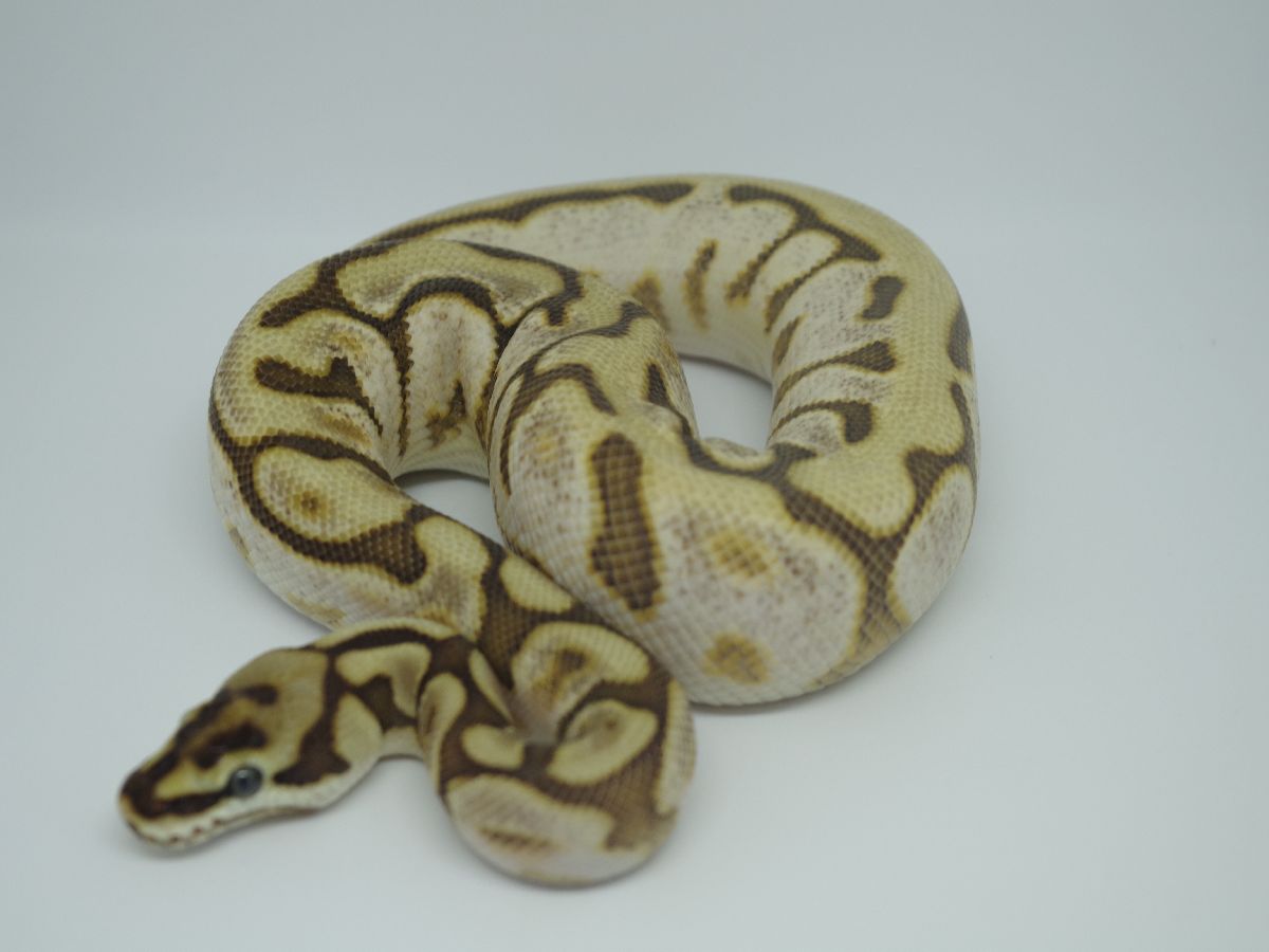 Calico Leopard Lesser Spider