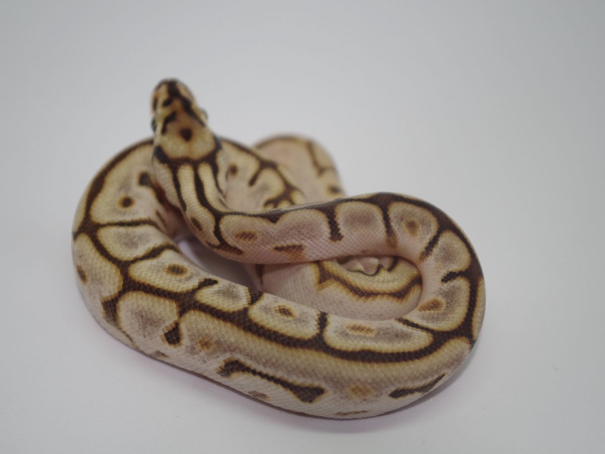 Calico Leopard Lesser Spider