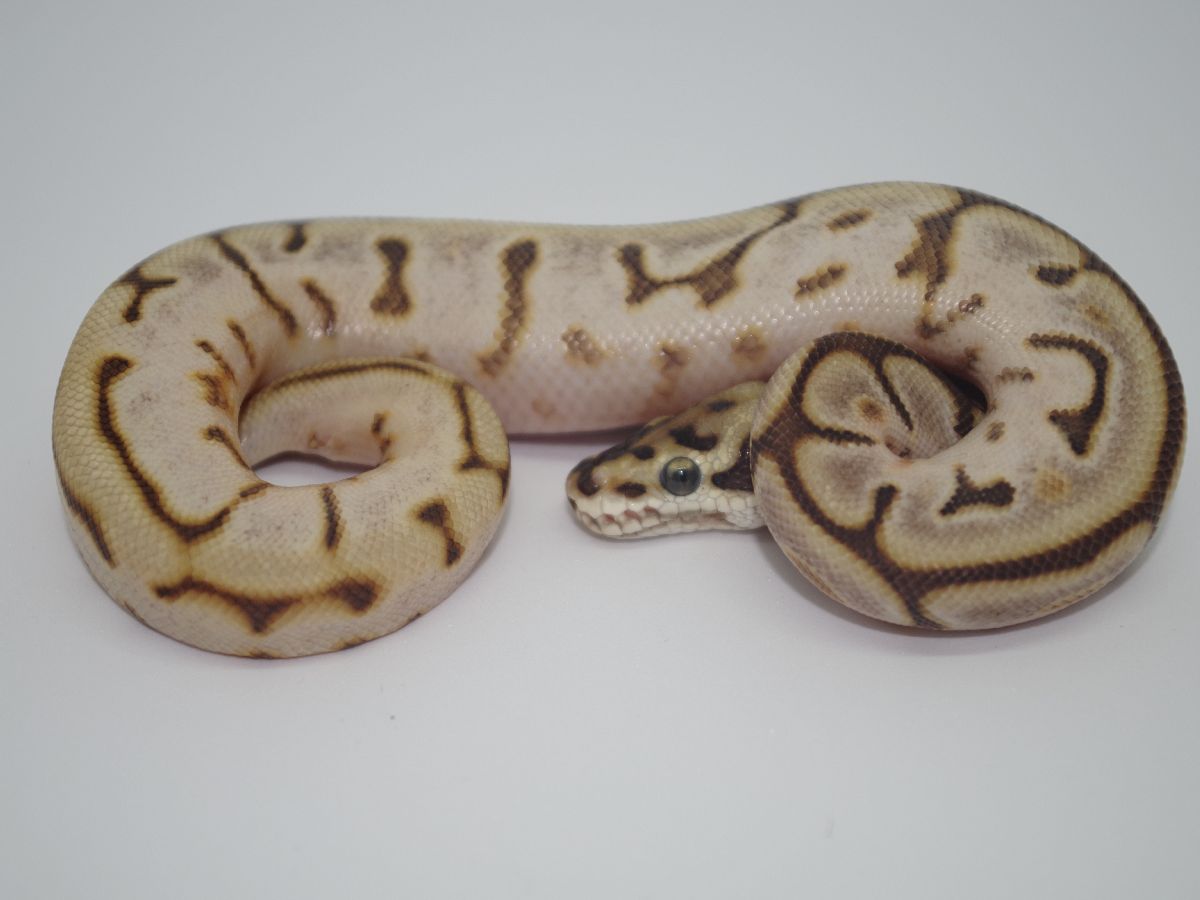 Calico Leopard Lesser Spider