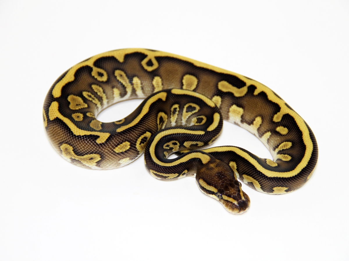 Calico Leopard Lesser Yellow Belly
