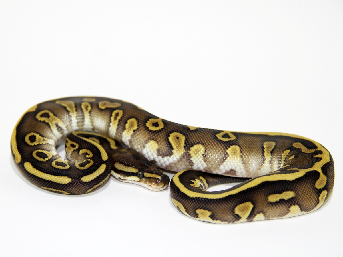 Calico Leopard Lesser Yellow Belly
