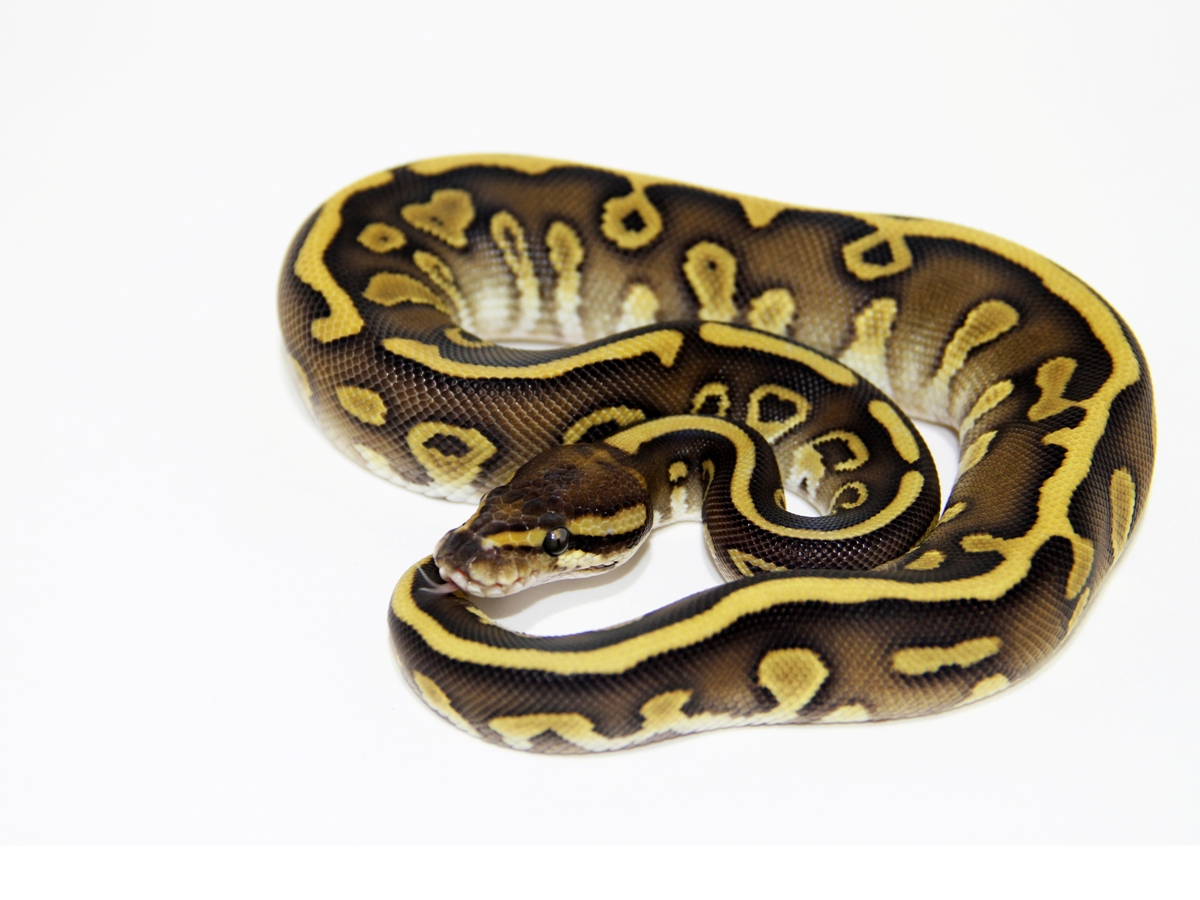 Calico Leopard Lesser Yellow Belly