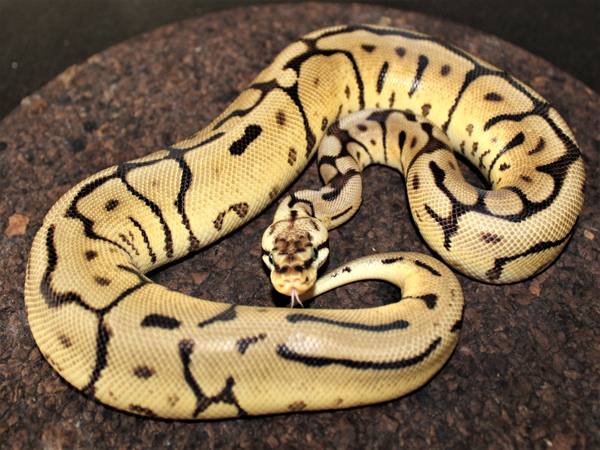 Calico Leopard Pastel Spider