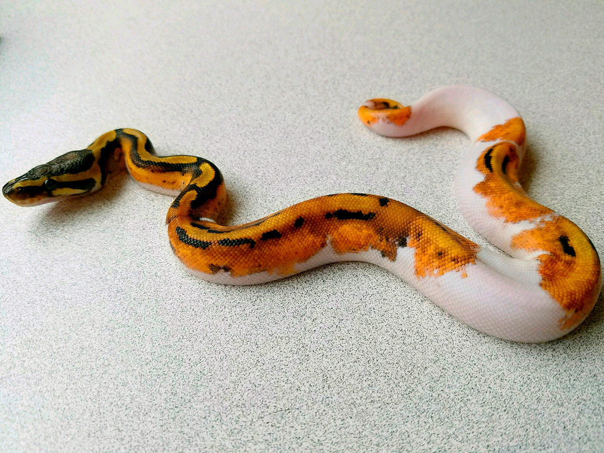 Calico Leopard Piebald