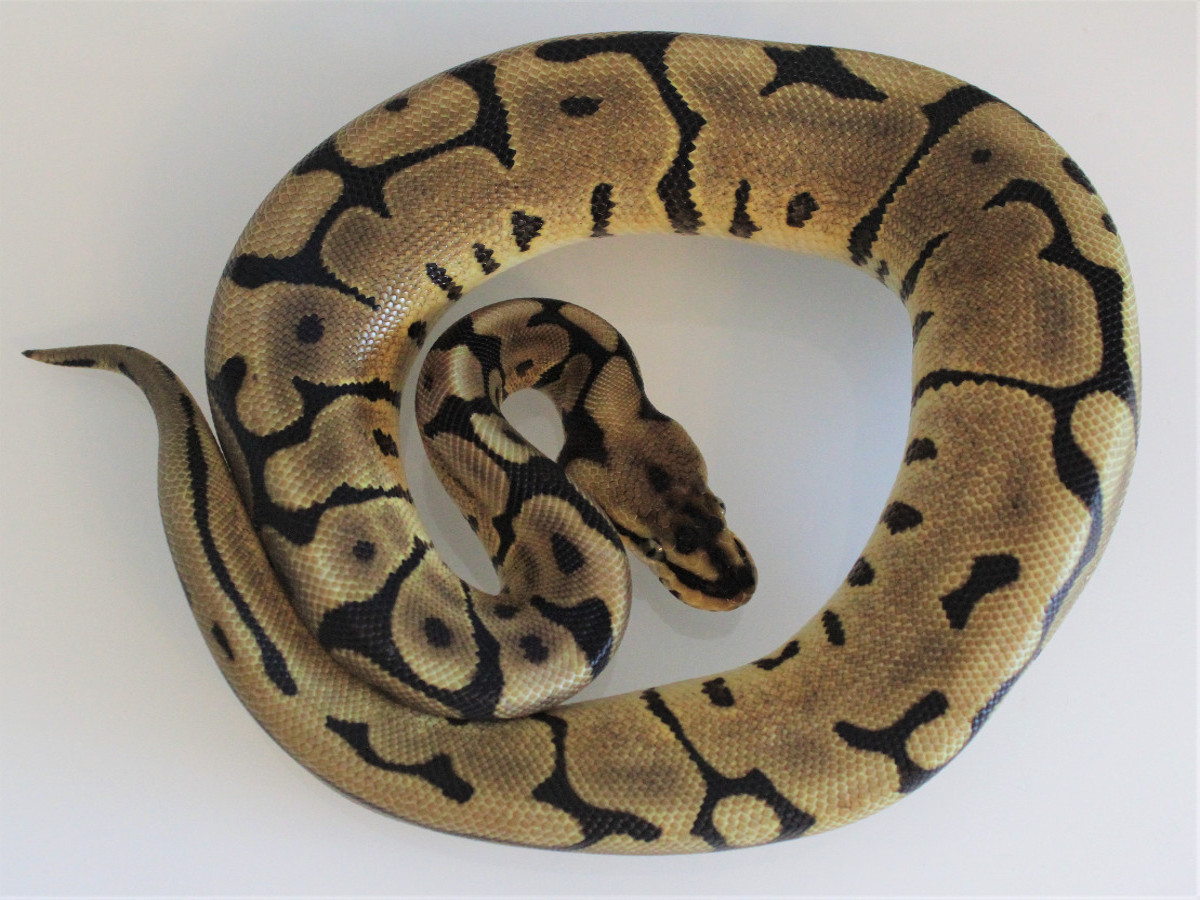 Calico Leopard Spider