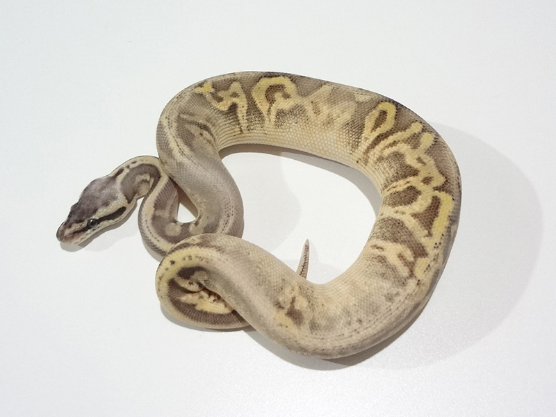 Calico Leopard Super Pastel