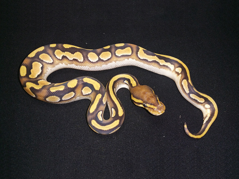 Calico Lesser Orange Dream