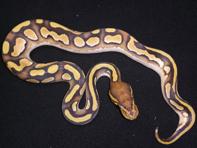 Calico Lesser Orange Dream