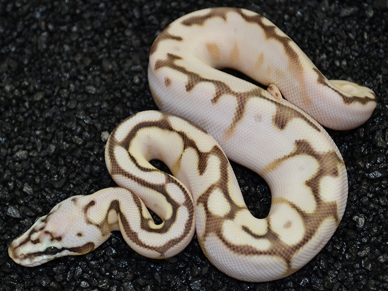 Spider Calico Ball Python 10 Images - Nuclear Ball Python Hatchling Strictl...