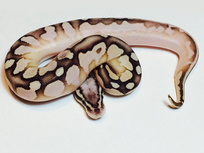 Calico Lesser Pastel Vanilla