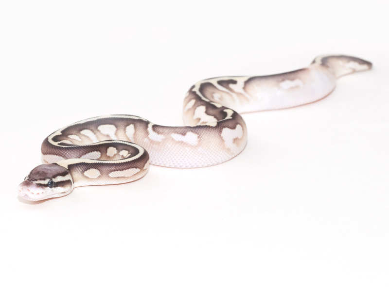 Calico Lesser Pastel