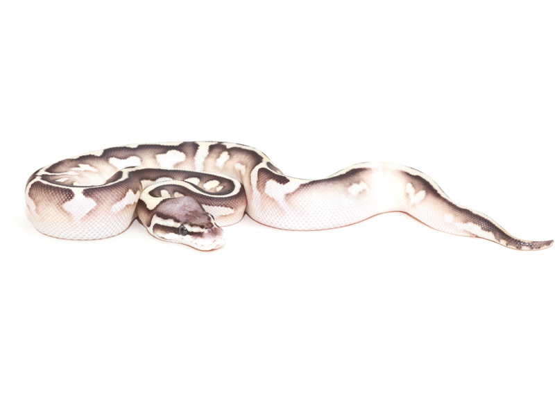 Calico Lesser Pastel