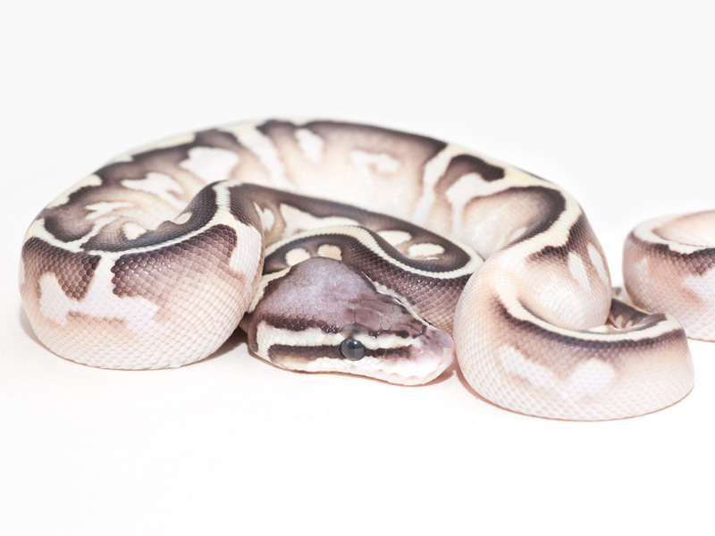 Calico Lesser Pastel