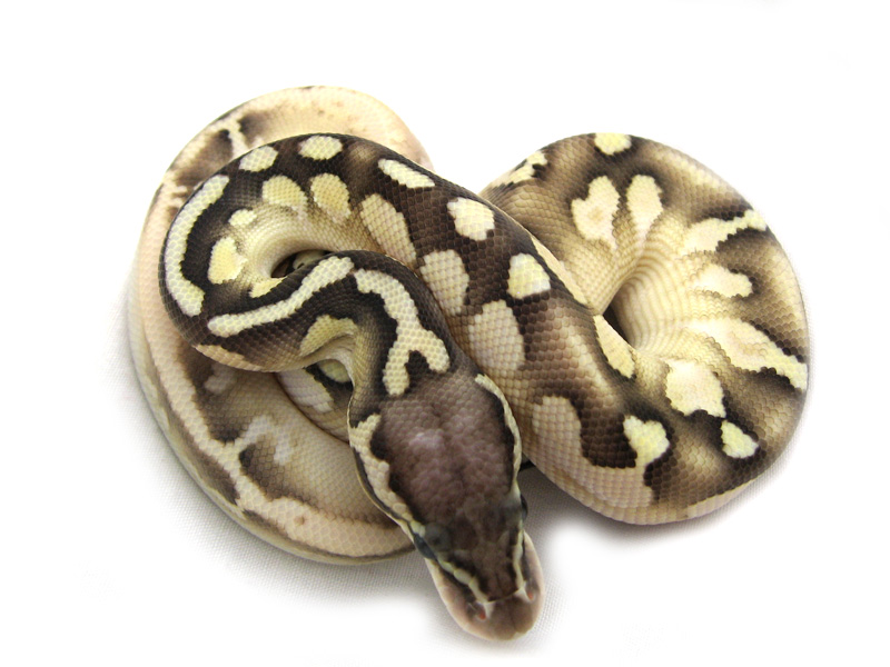 Calico Lesser Pastel