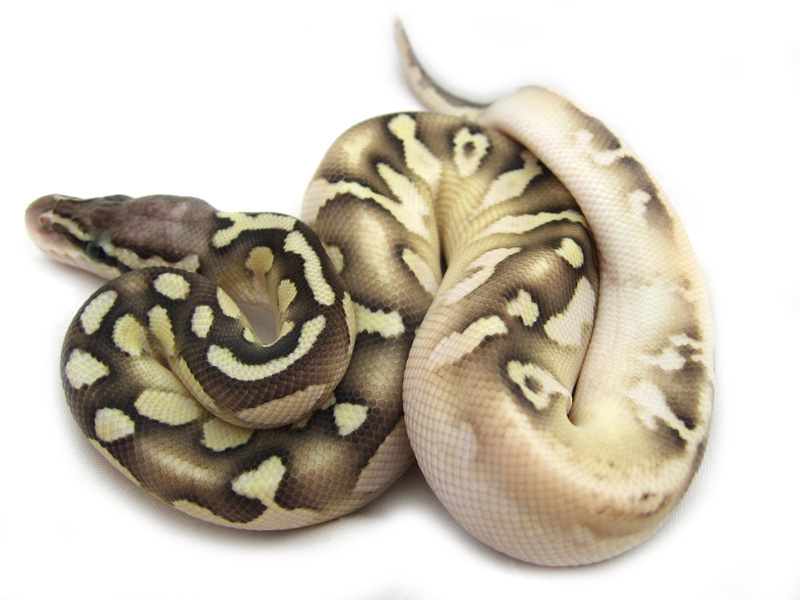 Calico Lesser Pastel