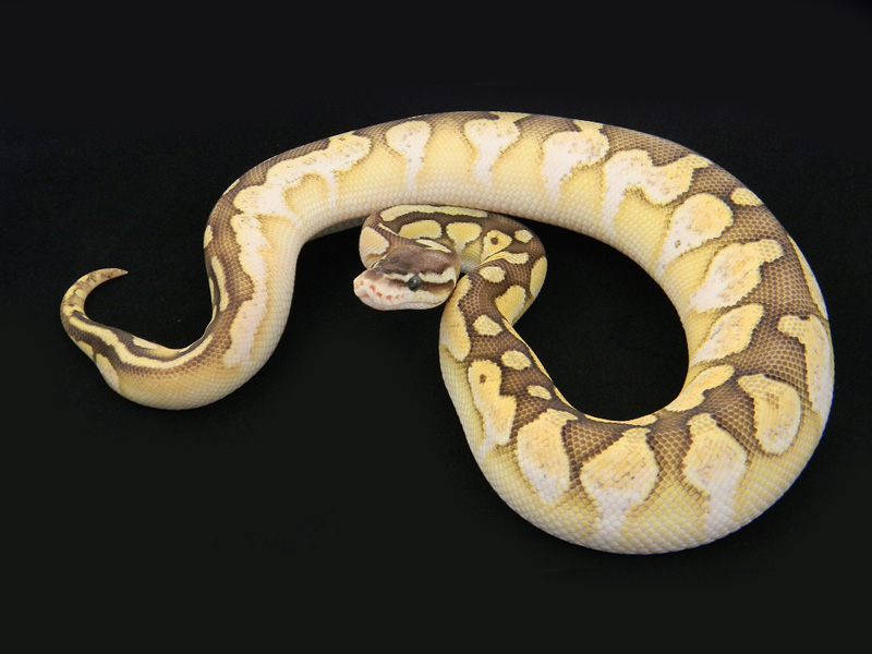 Calico Lesser Pastel