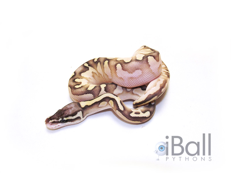 Calico Lesser Pastel