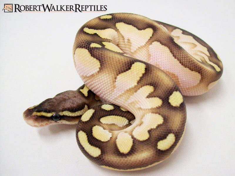 Calico Lesser Pastel