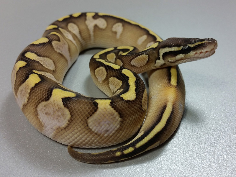 Calico Lesser Pastel