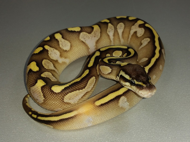 Calico Lesser Pastel