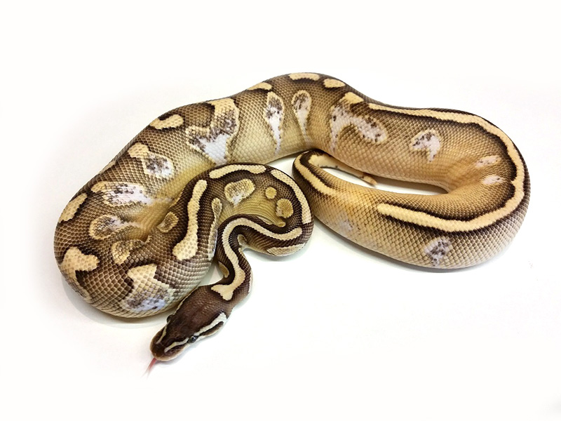 Calico Lesser Pastel