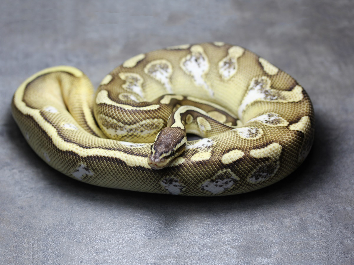 Calico Lesser Pastel