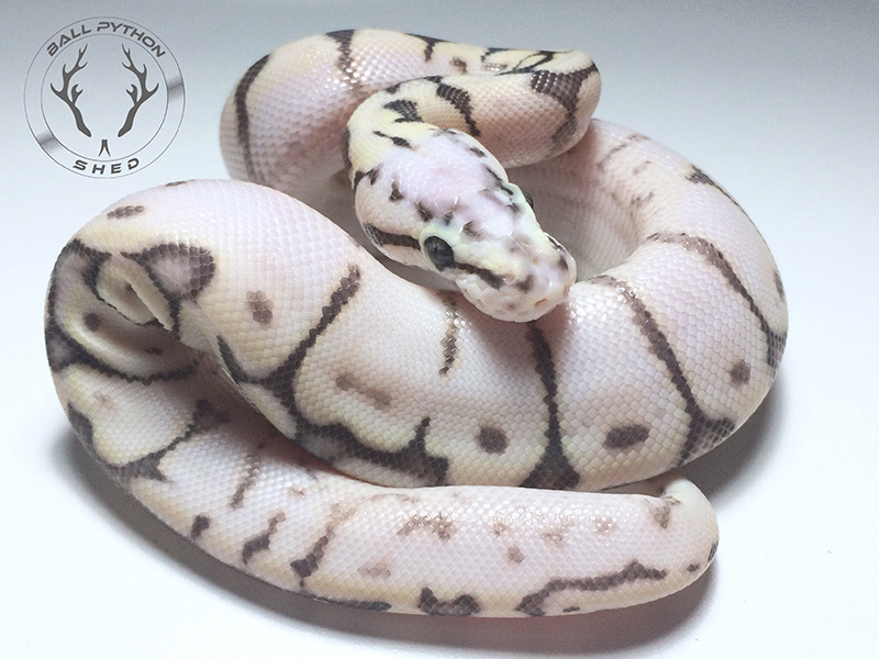 Calico Lesser Spider Super Pastel