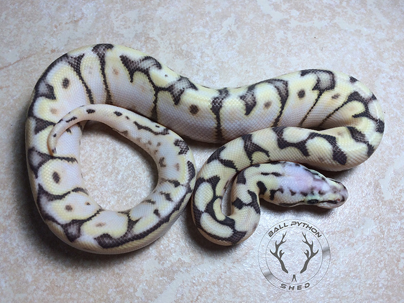 Calico Lesser Spider Super Pastel