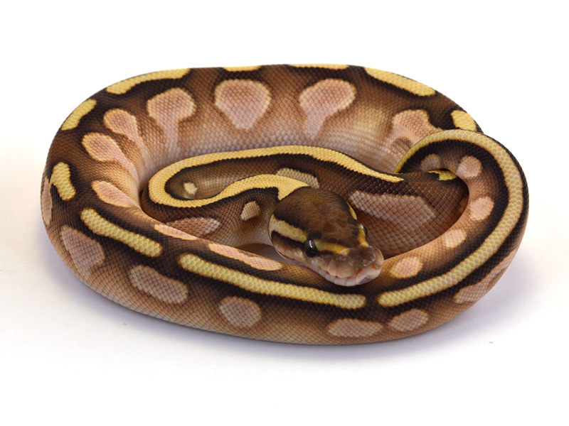 Calico Lesser