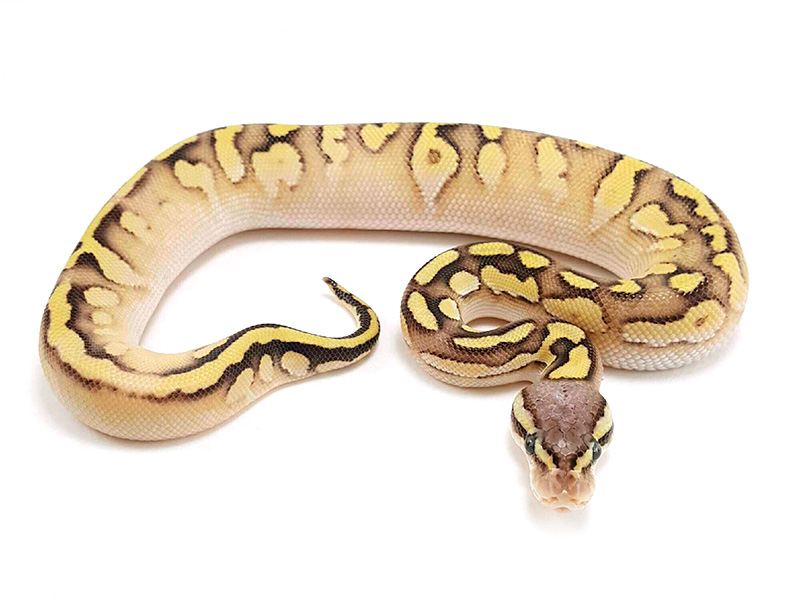 Calico Mojave Pastel Vanilla