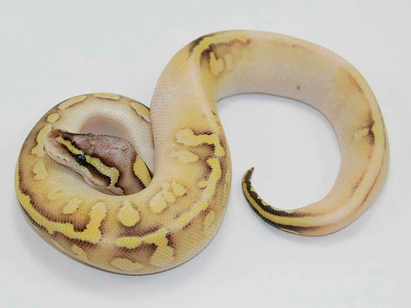 Calico Mojave Pastel Vanilla