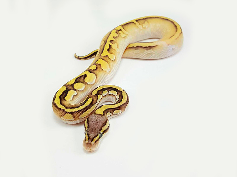 Calico Mojave Pastel Vanilla