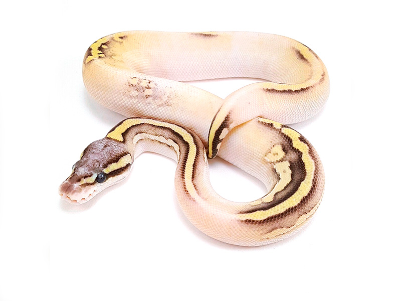 Calico Mojave Pastel Vanilla