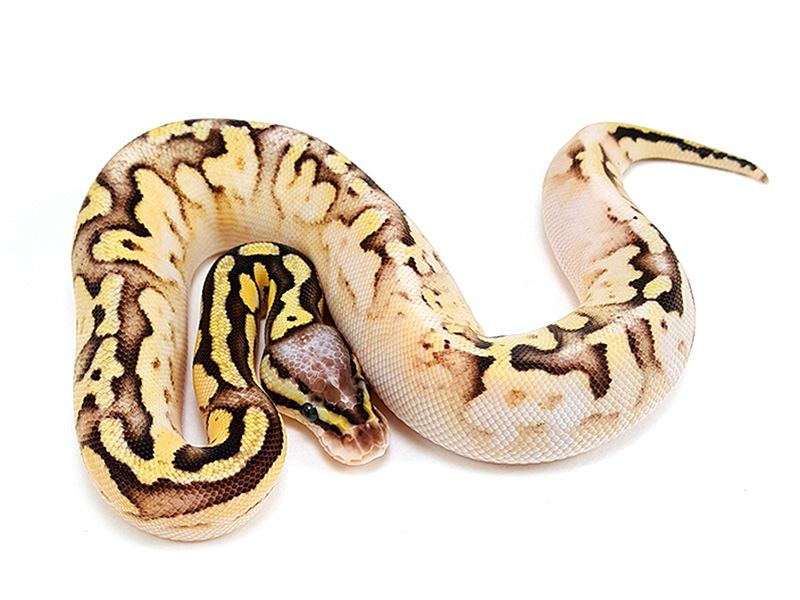 Calico Mojave Pastel Vanilla