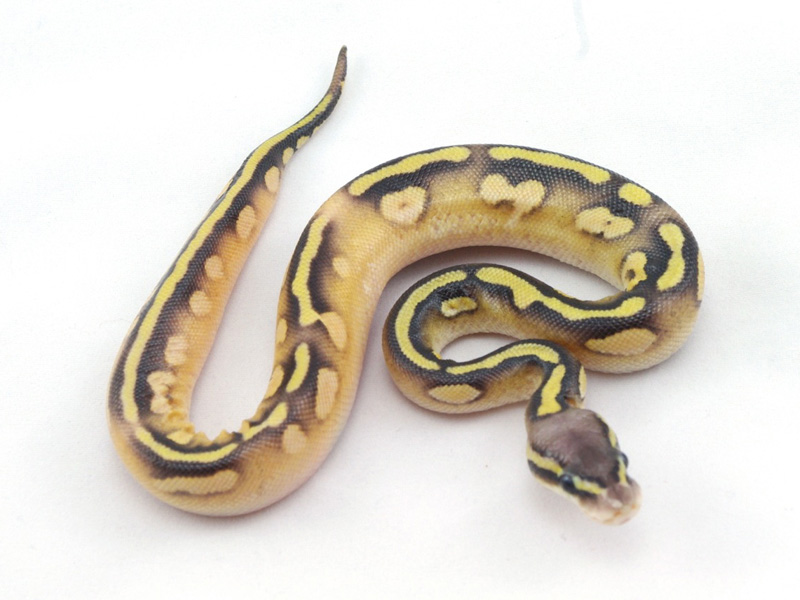 Calico Mojave Pastel Yellow Belly