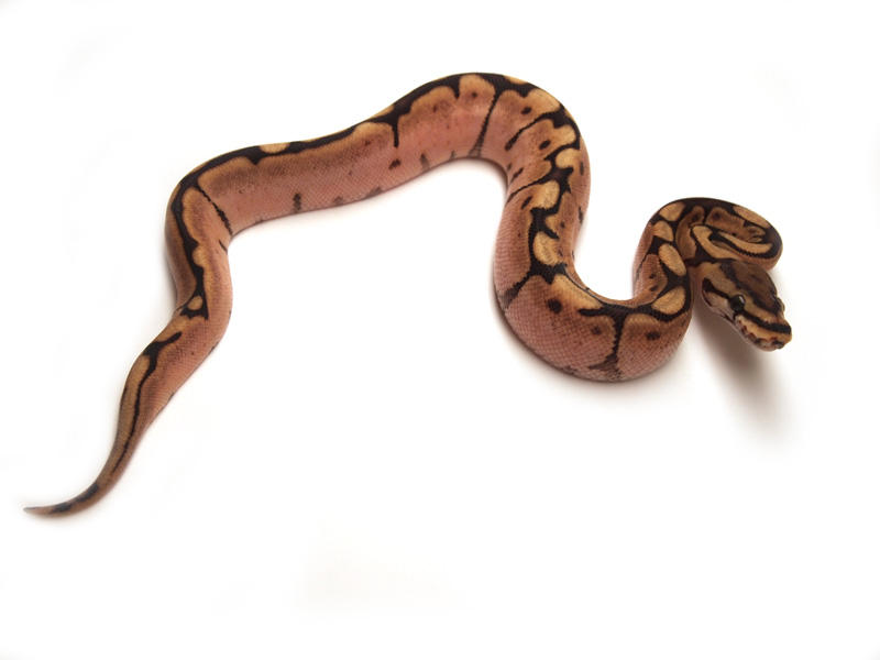 Calico Mojave Spider