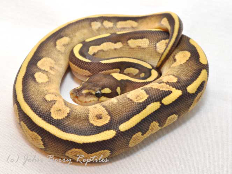 Calico Mojave Sulfur