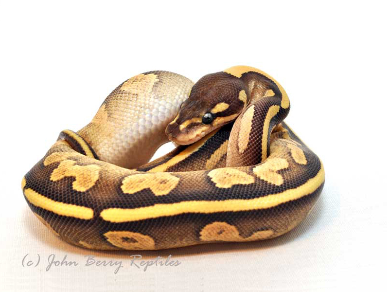 Calico Mojave Sulfur