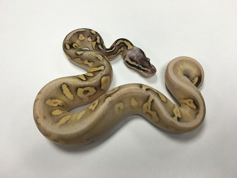 Calico Mojave Super Pastel Yellow Belly