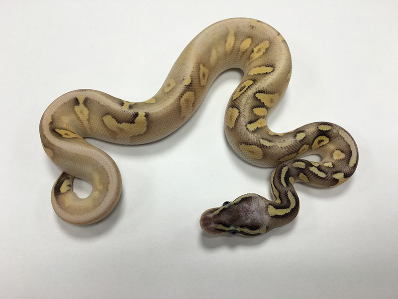 Calico Mojave Super Pastel Yellow Belly
