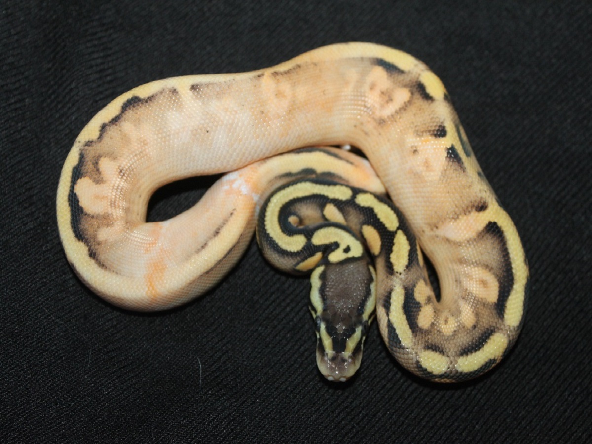 Calico Paint Pastel Yellow Belly