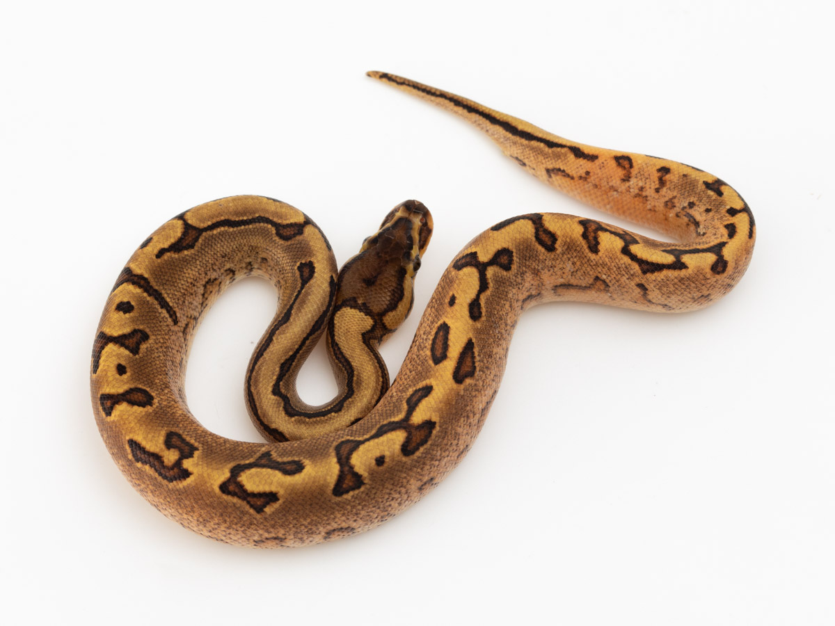 Calico Pastel Pinstripe Specter