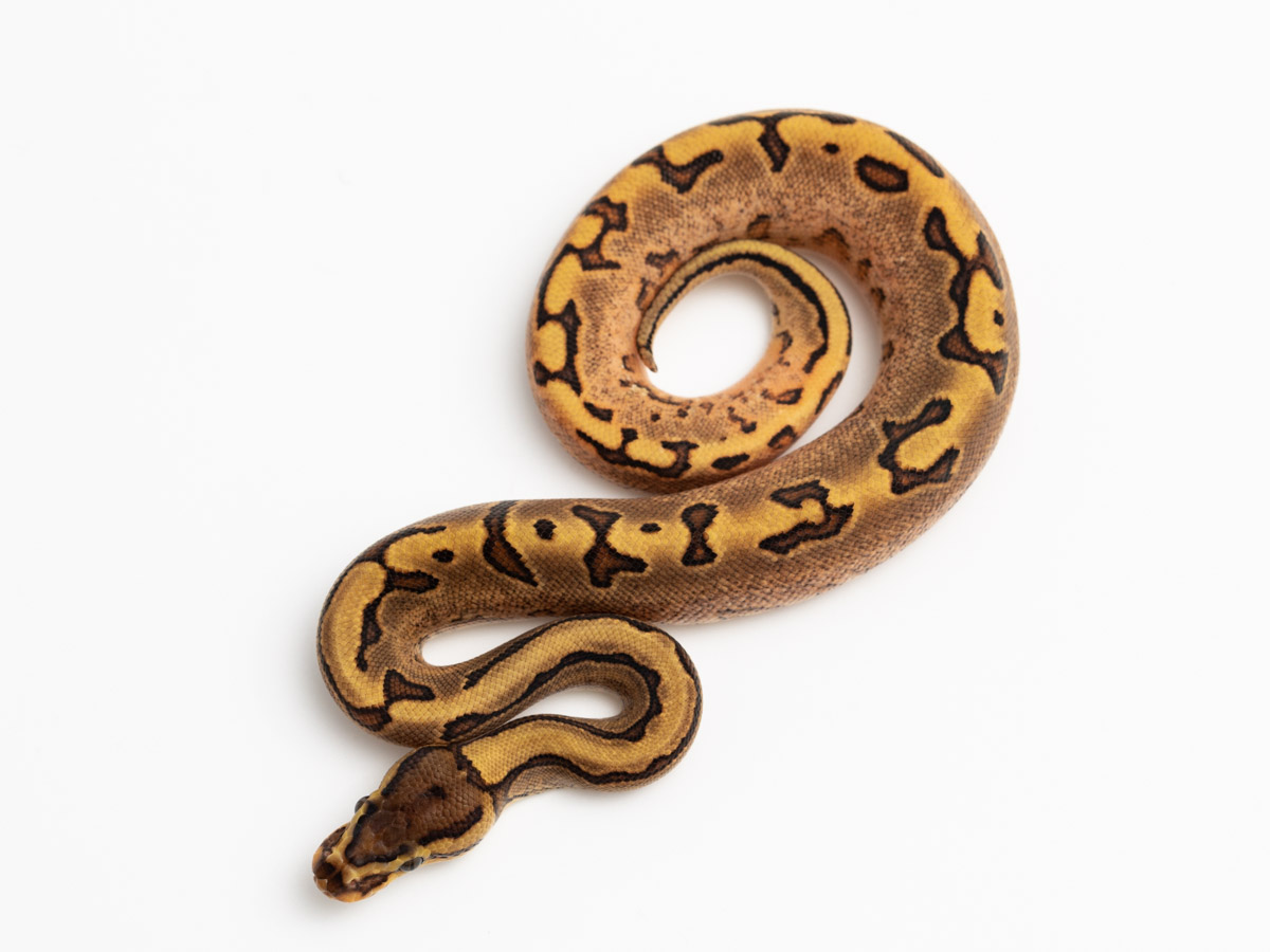 Calico Pastel Pinstripe Specter