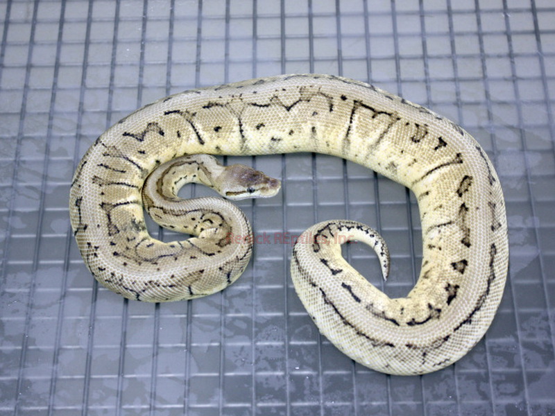 Calico Pastel Pinstripe