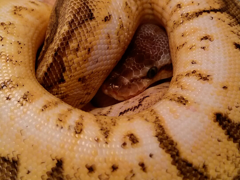 Calico Pastel Pinstripe