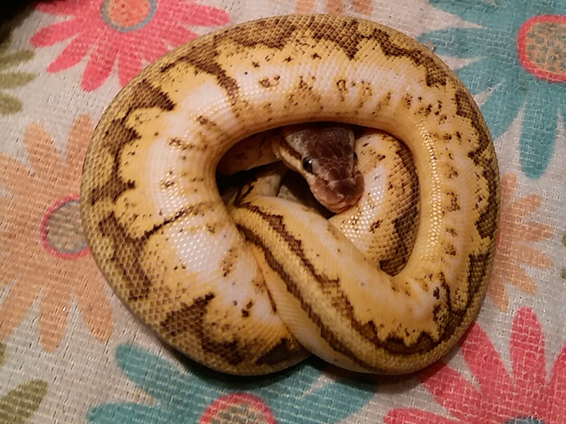 Calico Pastel Pinstripe