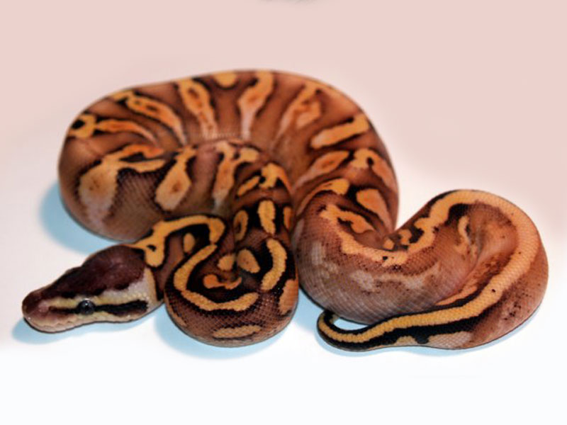 Calico Pastel Yellow Belly