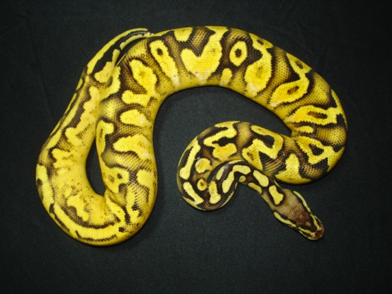 Calico Pastel Yellow Belly