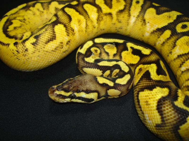 Calico Pastel Yellow Belly